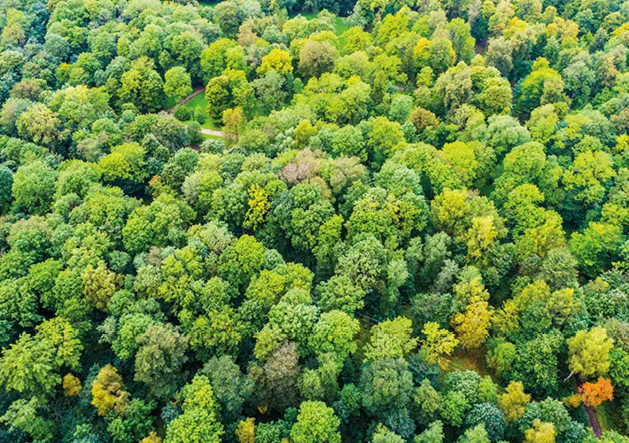 Luftaufnahme dichter Waldfläche mit Baumkronen in verschiedenen Grüntönen und wenigen gelblichen Blättern.